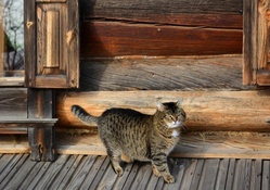 fat cat on a wooden porch hdr