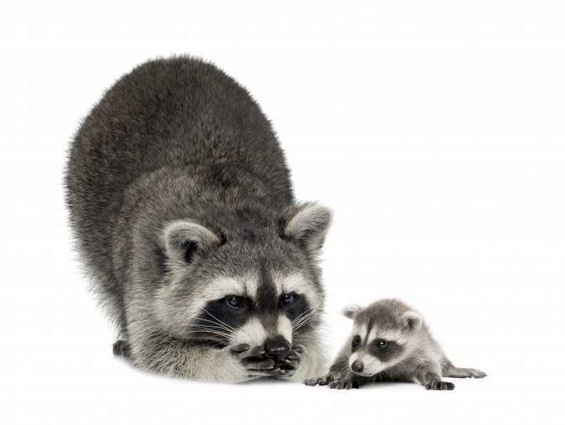 raccoon_with_young.jpg