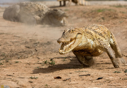 running croc