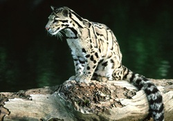 Formosan clouded leopard