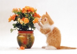 kitten playing with flowers