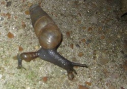 snail or slug giving birth