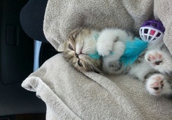 cute playing kitty