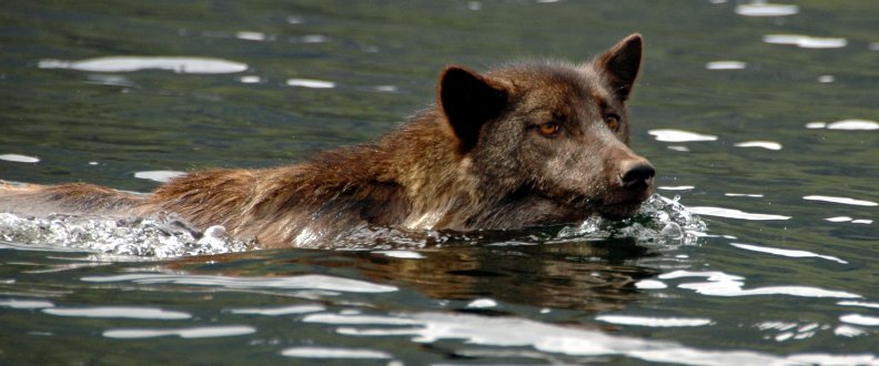 swiming_wolf.jpg