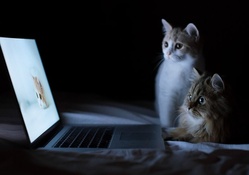 computer cats