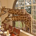 Breakfast with giraffes :)