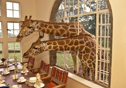 Breakfast with giraffes :)
