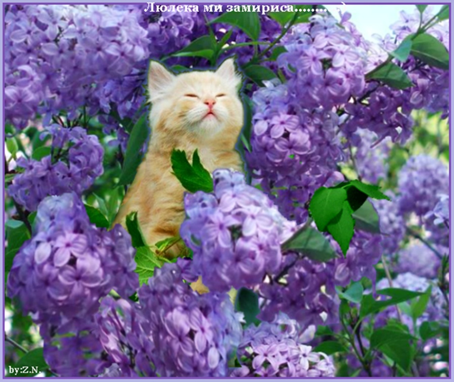 lilac smells of the cat