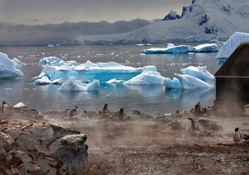 penguins in antarctica in summer