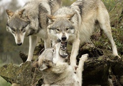 fussy wolves