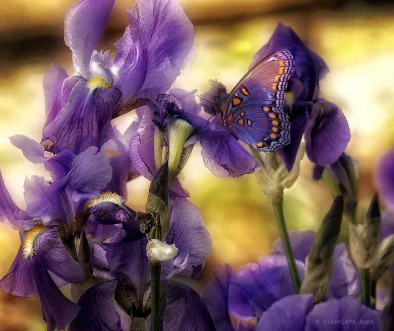 Butterfly on Purple Flowers