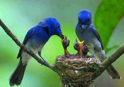 Feeding Our Young