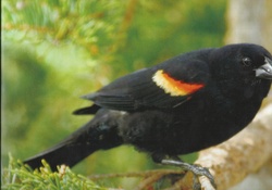Red_winged blackbird