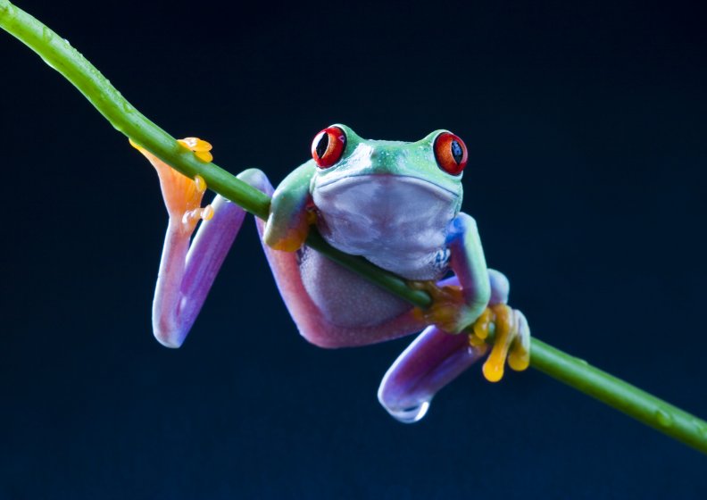cute_frog.jpg