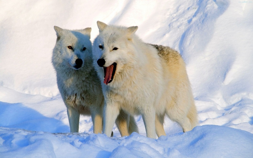 Arctic Wolves
