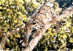 Formosan clouded leopard