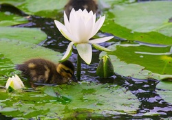 Duckling and lotus