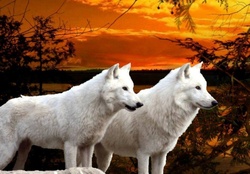 White Wolves at Sunset
