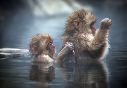 water monkey,s