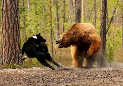 bear vs dog