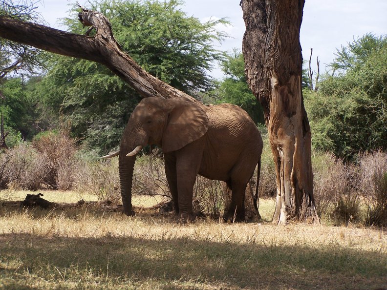 elephant_in_samburu_game_reserve.jpg