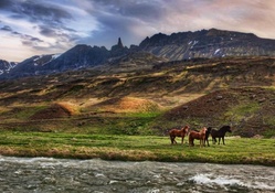 horses on the banks of a flowing river hdr