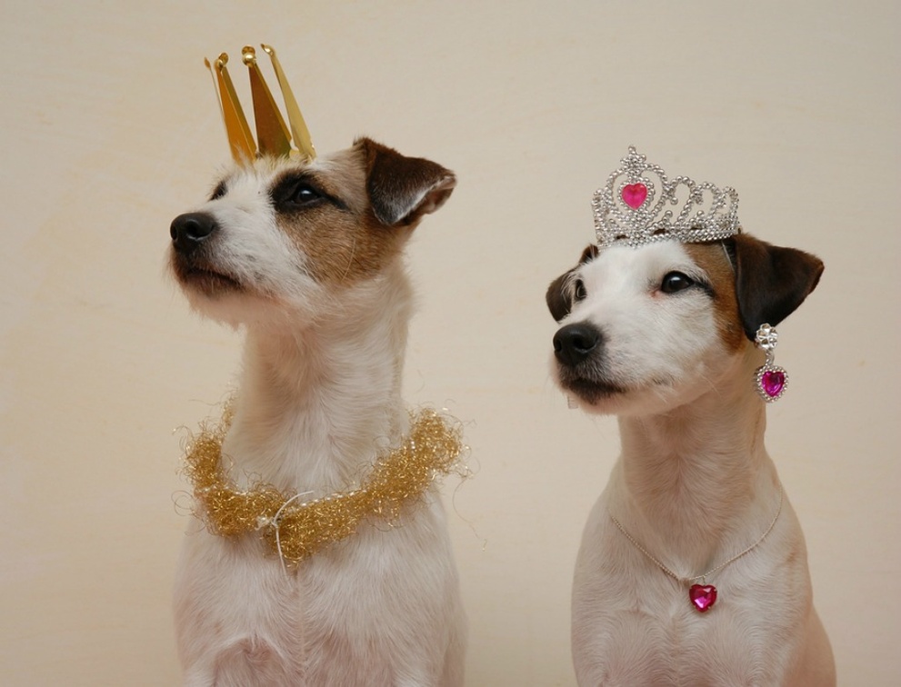Royal dogs