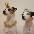 Royal dogs