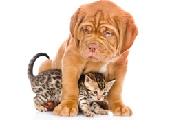 * Dog and cat *