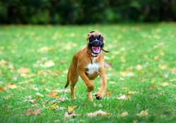 happy boxer dog