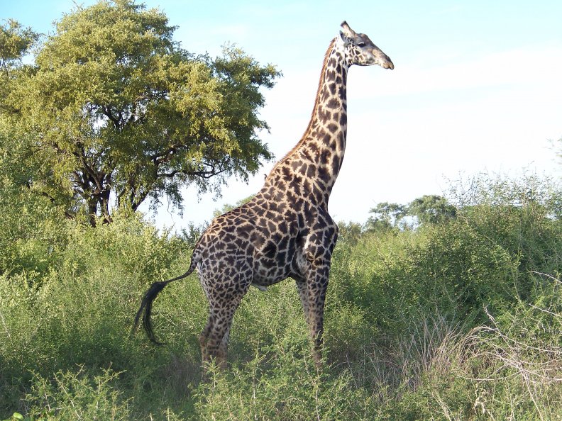 masai_giraffe.jpg
