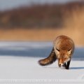Fox on the ice