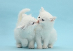 two cute kissing fluffy