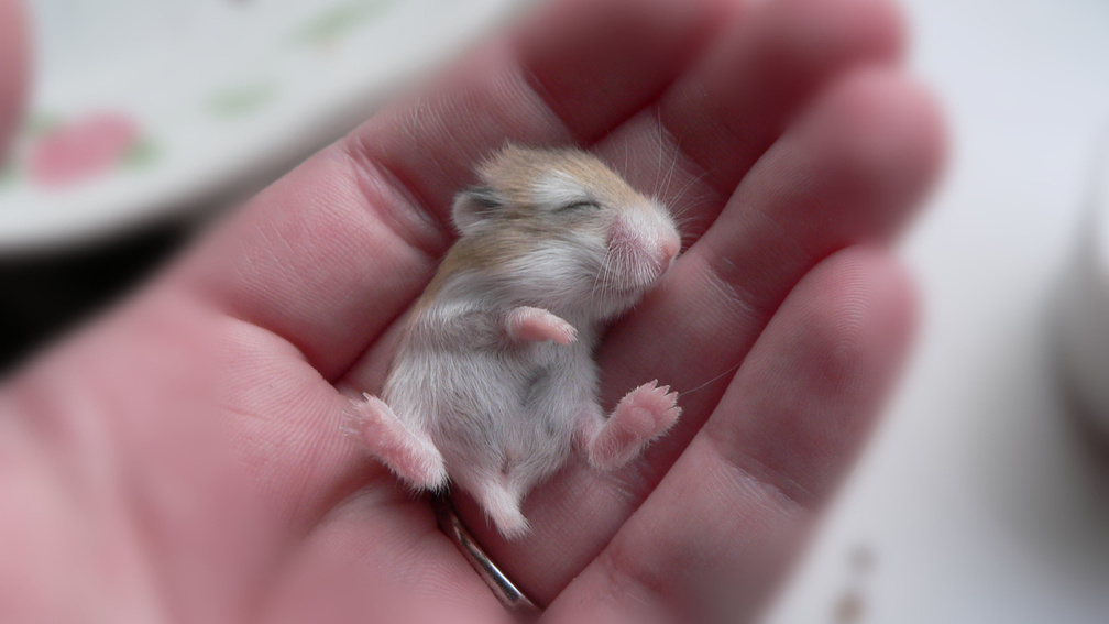 Baby Hamster