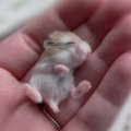 Baby Hamster