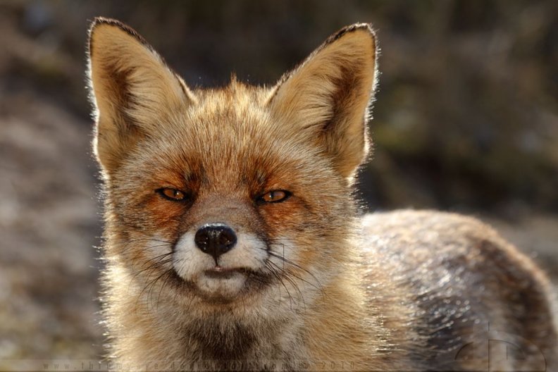 Funny fox face
