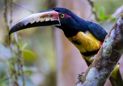Collared Aracari Tropical Bird