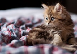 Blanket Kitty