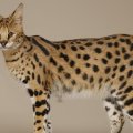 Serval Savannah Cat