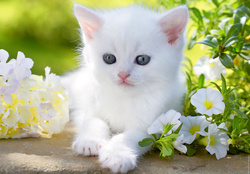 White kitty in spring garden