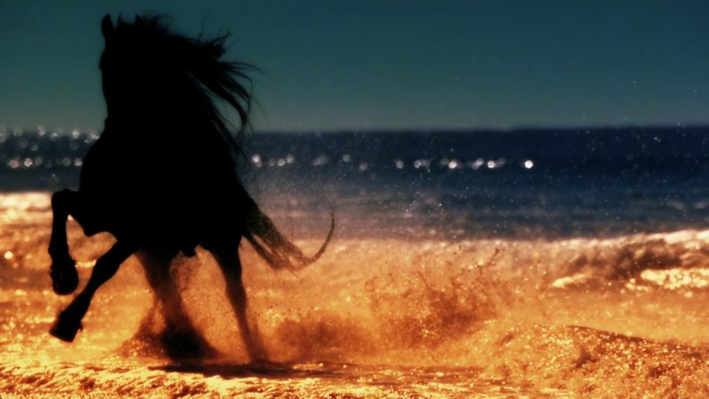 silhouette_of_a_black_stallion_on_the_beach.jpg