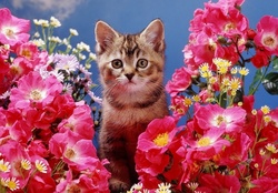 kitten among pink roses