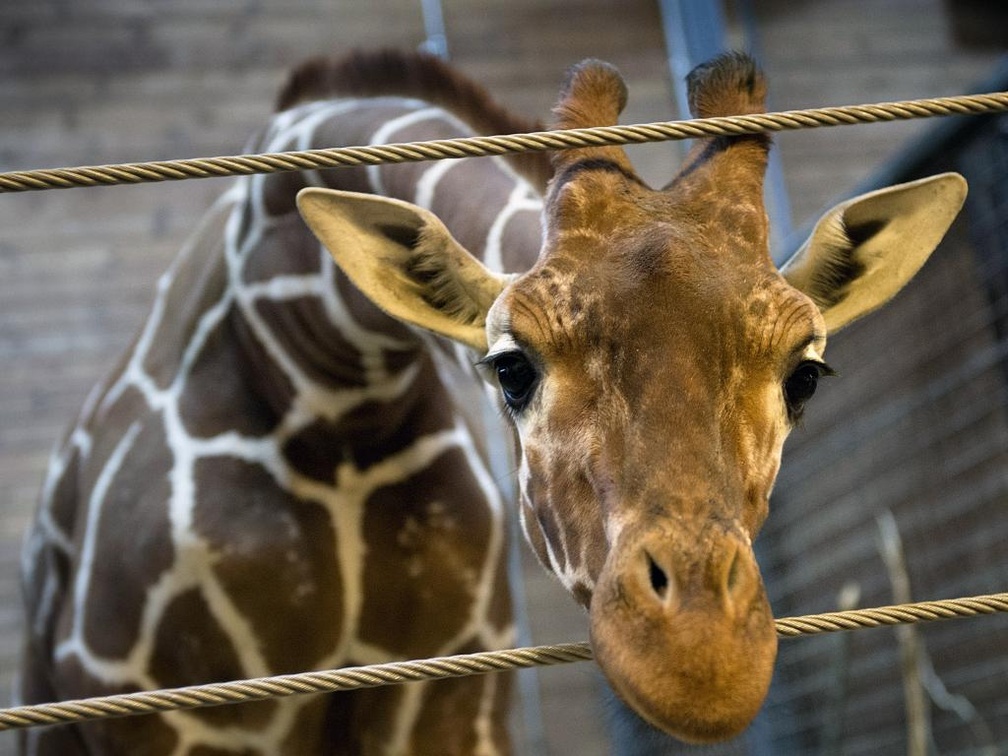 Giraffe Zoo Copenhagen