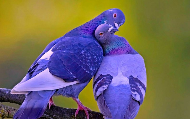 pigeons_in_love.jpg