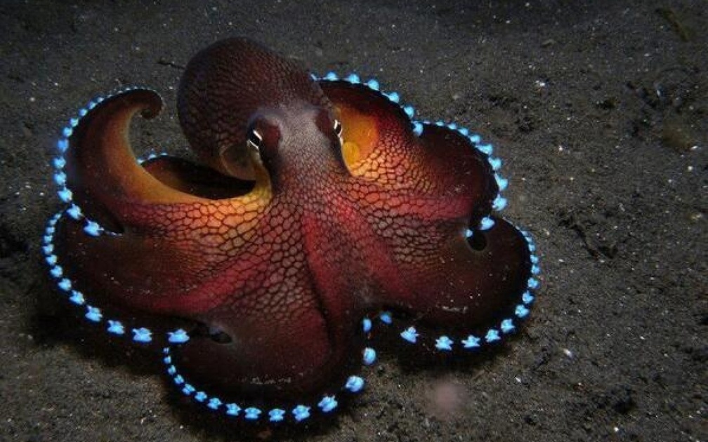 Glowing Blue Coconut Octopus