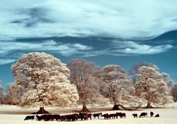 cows grazing on a winter pasture