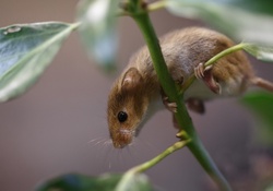 Garden mouse