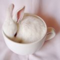 white cup with rabbit