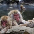 japanese snow monkeys chillin' in hot springs