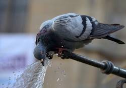 Thirsty dove